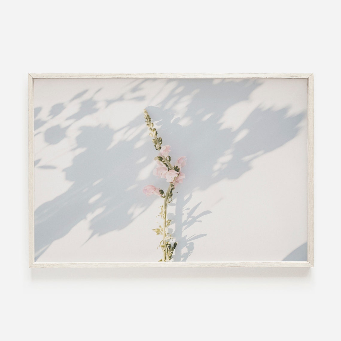 Pink Snapdragon Stem Leaf Shadow Minimal White Botanical Art Poster