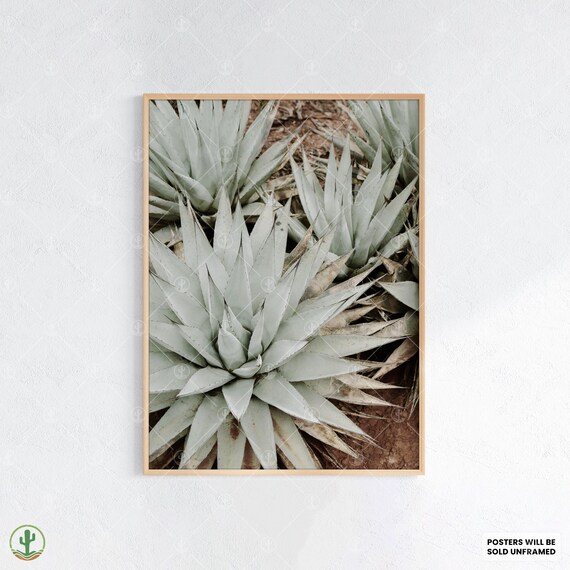 Agave Plant Minimalist Botanical Soft Sage Desert Photo Poster