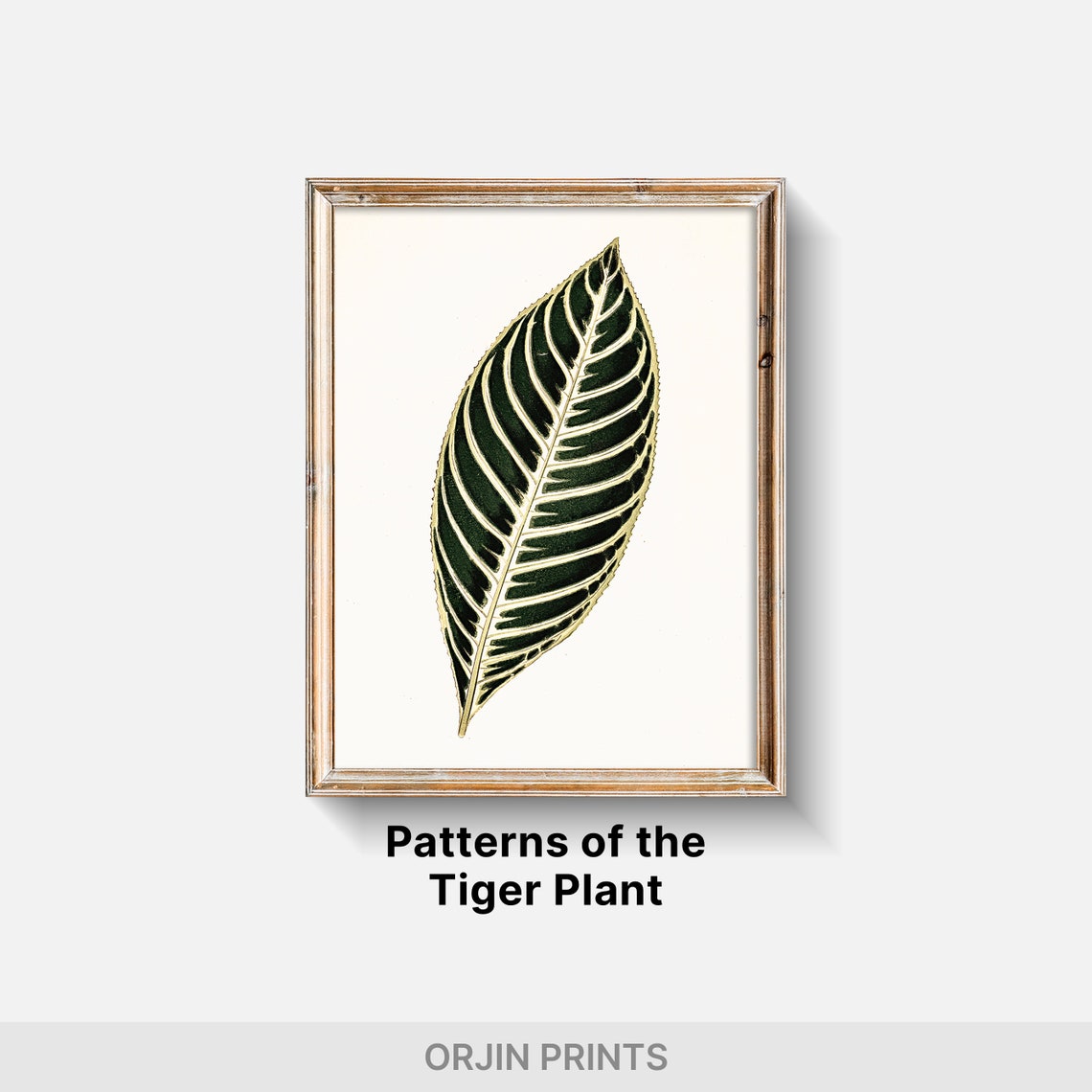 Striped Zebra Leaf Botanical Study Dark Green Tropical Poster - Image 2