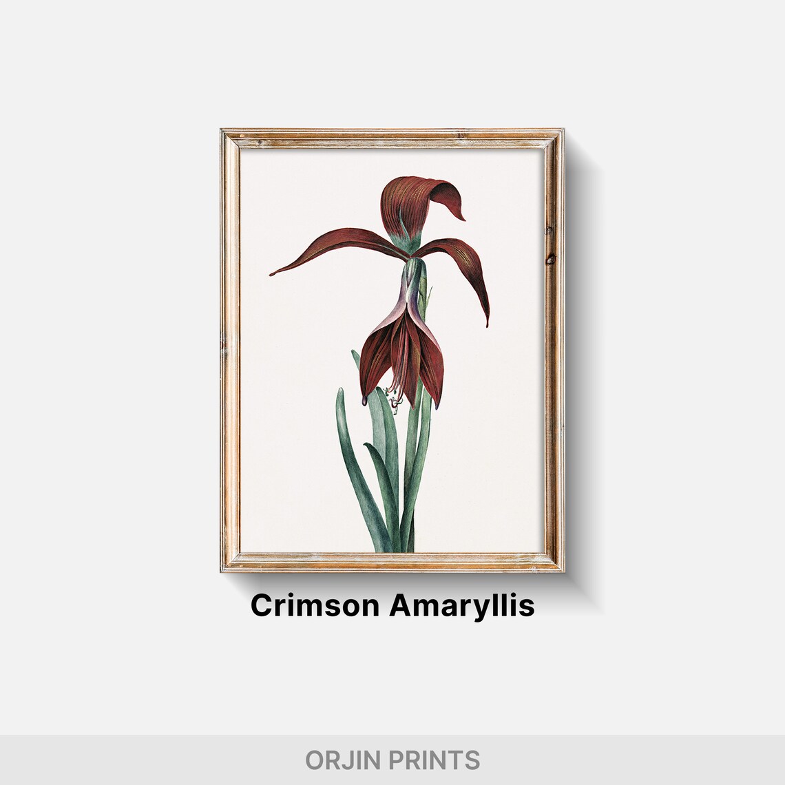 Burgundy Iris Flower Botanical Illustration Vintage Floral Poster - Image 2