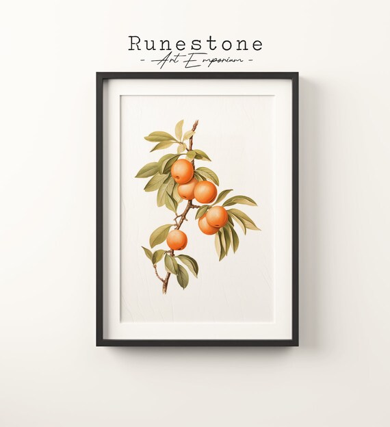 Vintage Botanical Apricot Branch Orange Fruit Illustration Wall Art