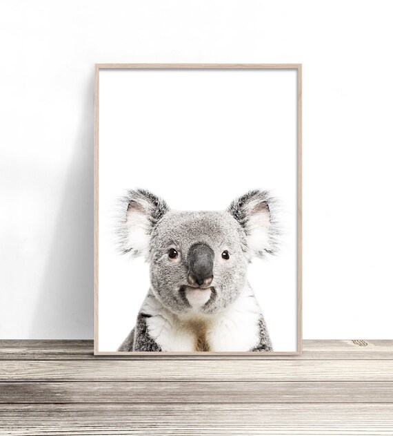 Koala Art Print, Australian Native Wall Art