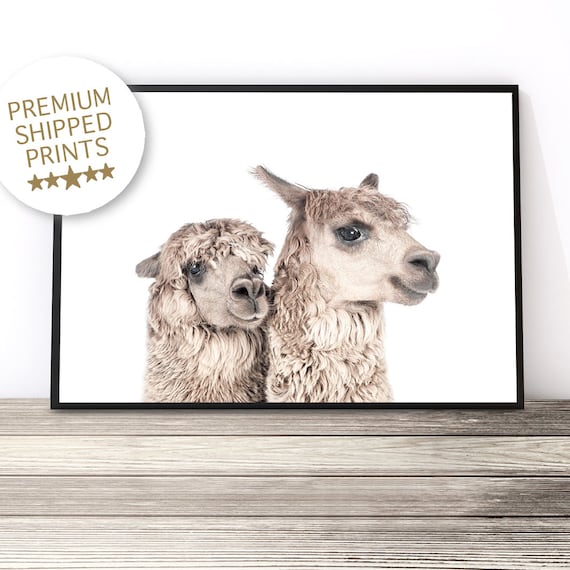 Alpaca Pair Side Profile Cute Farm Animal Color Photography Art Print