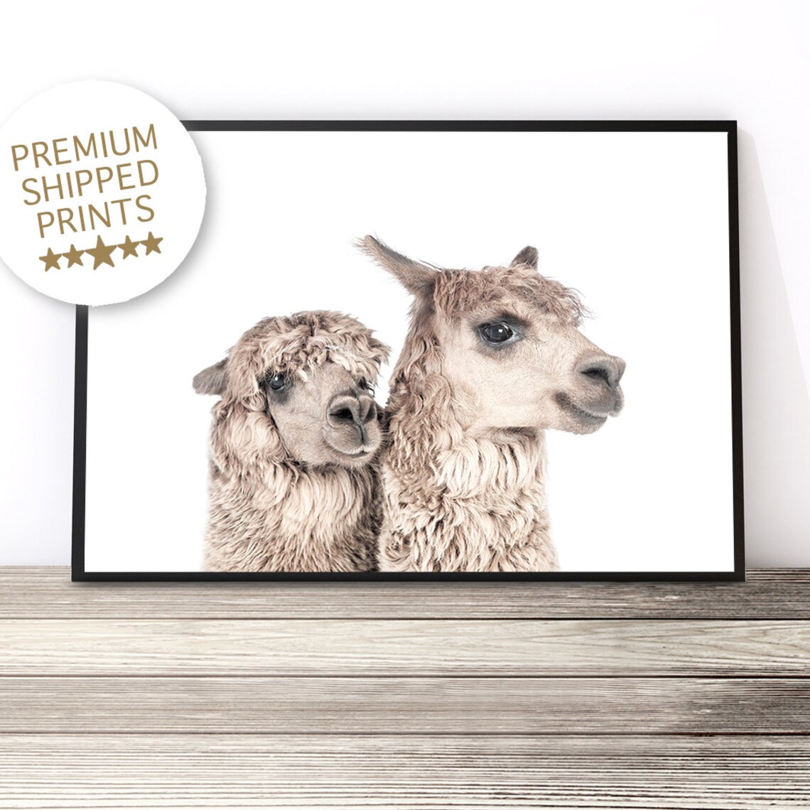 Alpaca Pair Side Profile Cute Farm Animal Color Photography Art Print
