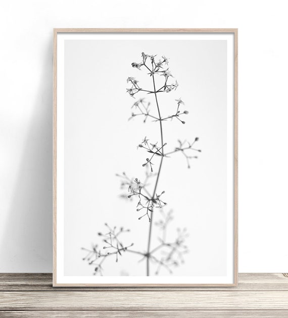 Black and White Flower Photography, Scandi Decor
