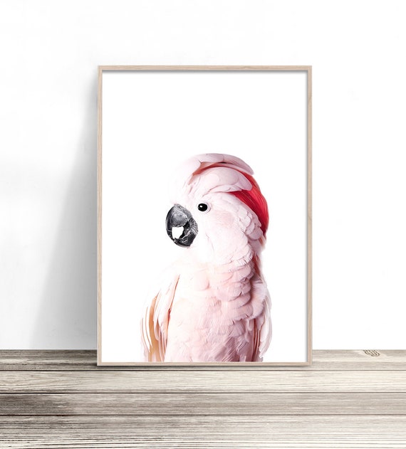 Pink Cockatoo, Native Australia Bird Poster Print