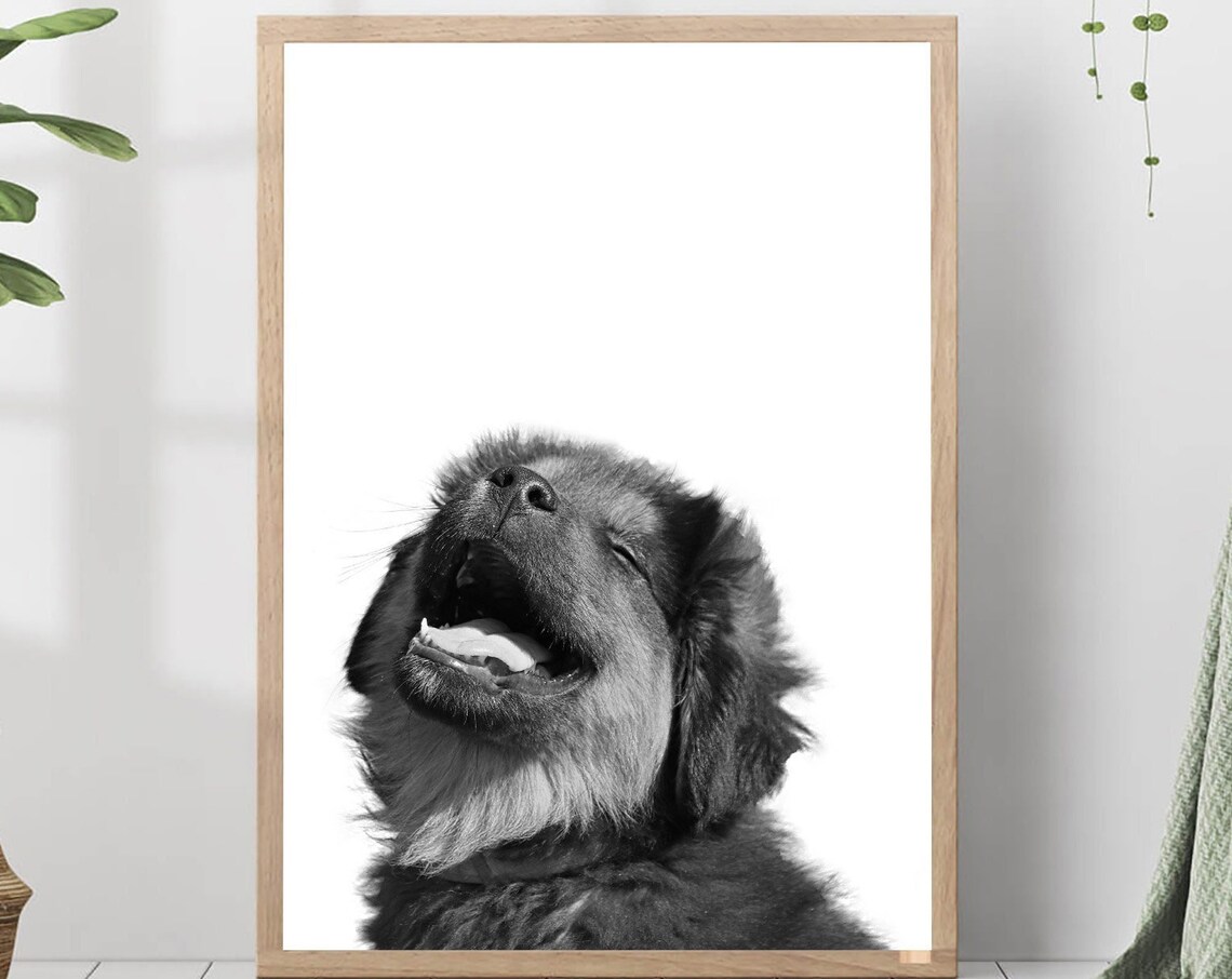 Happy Puppy Close-Up Portrait Black and White Photo Nursery Print