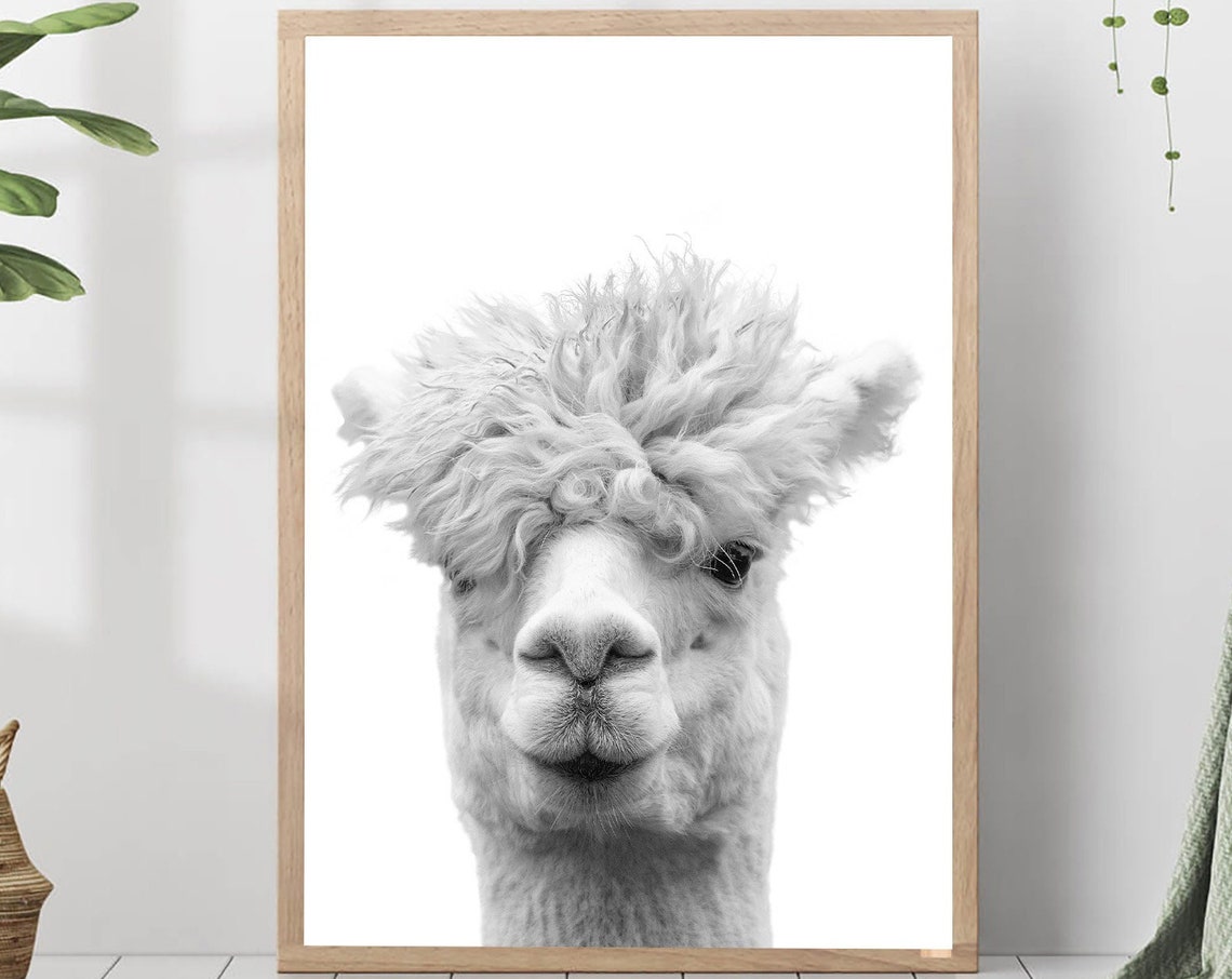Alpaca Close-Up Portrait Black and White Photo Nursery Print