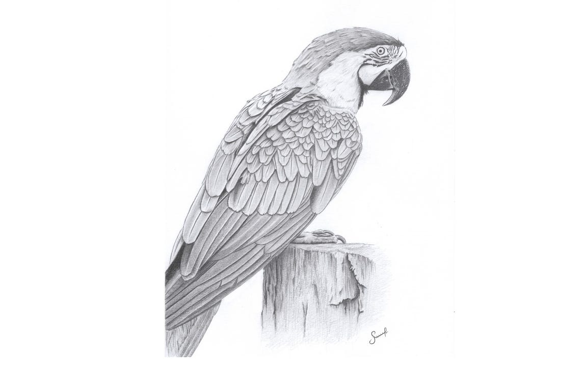 Original Parrot Pencil Drawing Macaw Perched Grayscale Bird Art Print