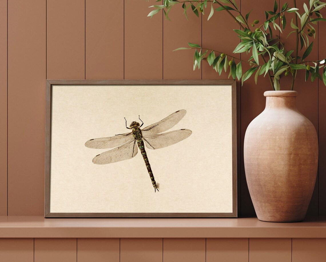 Dragonfly Detailed Vintage Insect Illustration Natural History Poster - Image 3