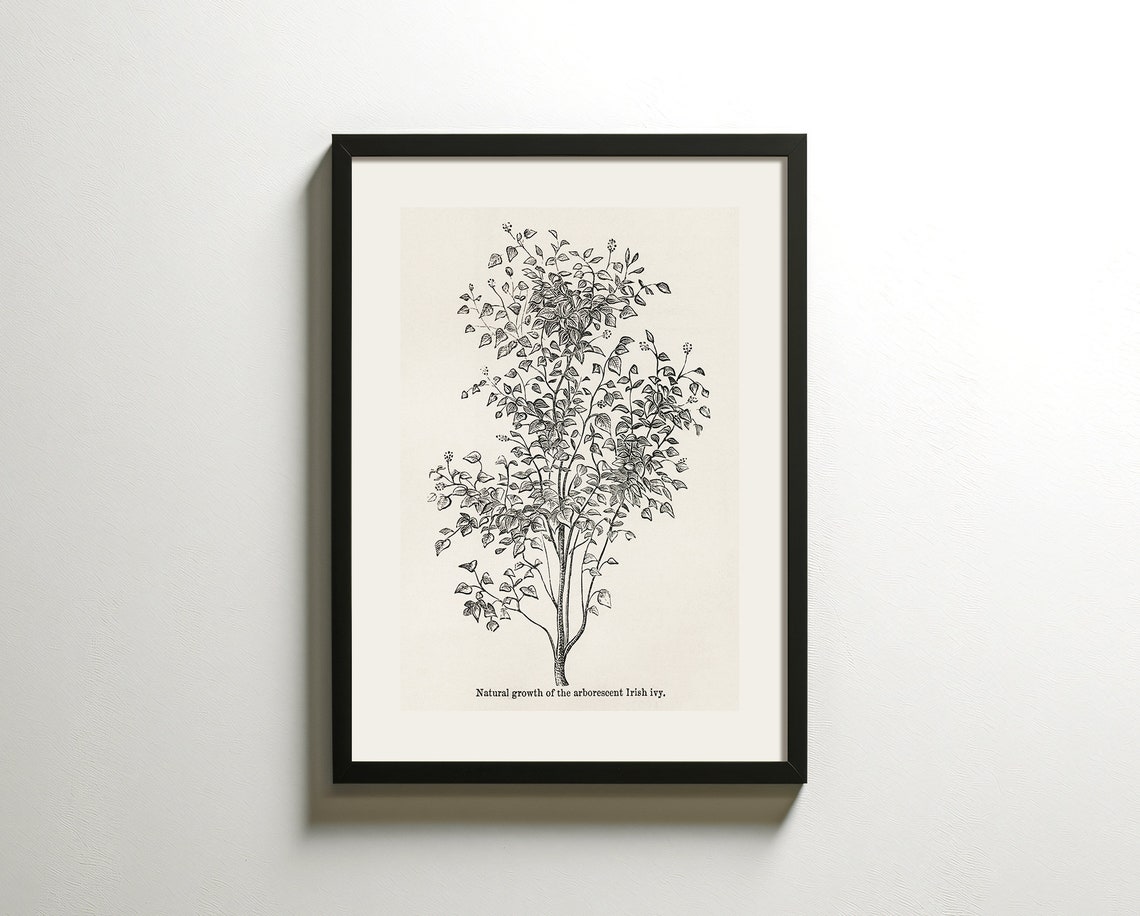 Vintage Botanical Irish Ivy Sketch Natural Growth Study Art Poster - Image 2