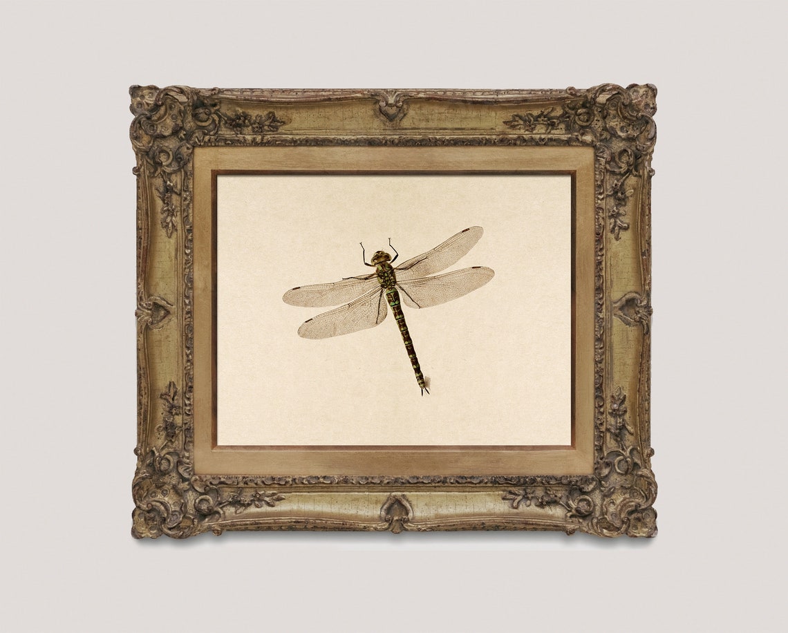 Dragonfly Detailed Vintage Insect Illustration Natural History Poster - Image 2
