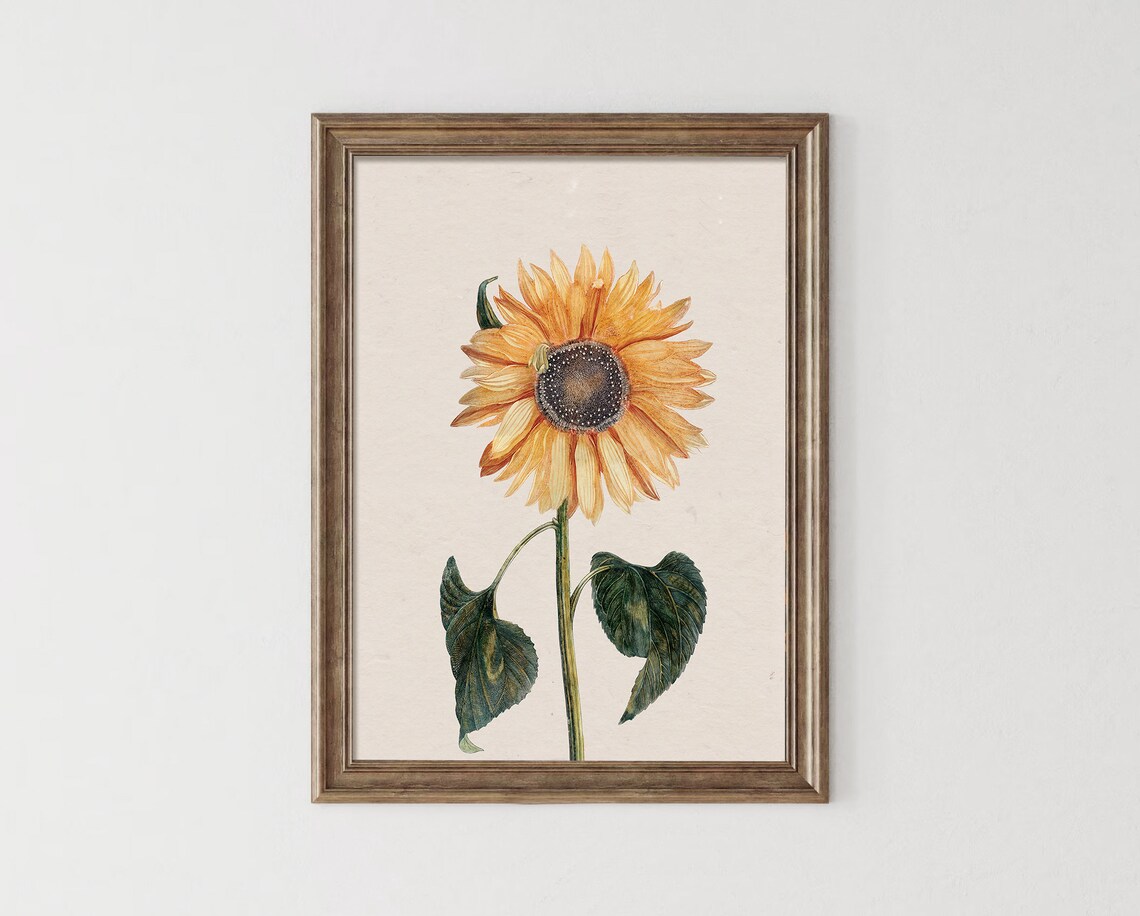 Single Sunflower Bloom Antique Botanical Illustration Art Poster - Image 3