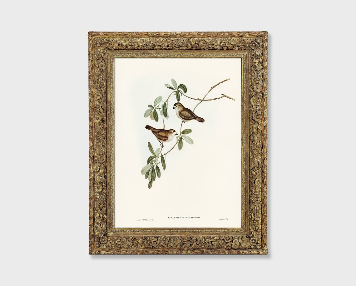 Two Small Birds Leafy Branch Antique Vintage Ornithology Art Poster - Image 4