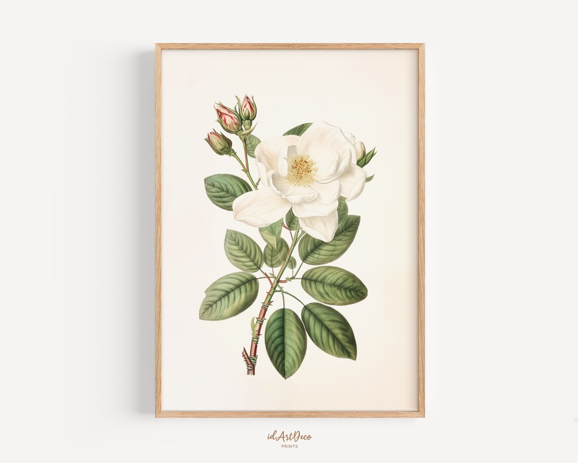 Vintage Rose Print, Antique Botanical Art Print