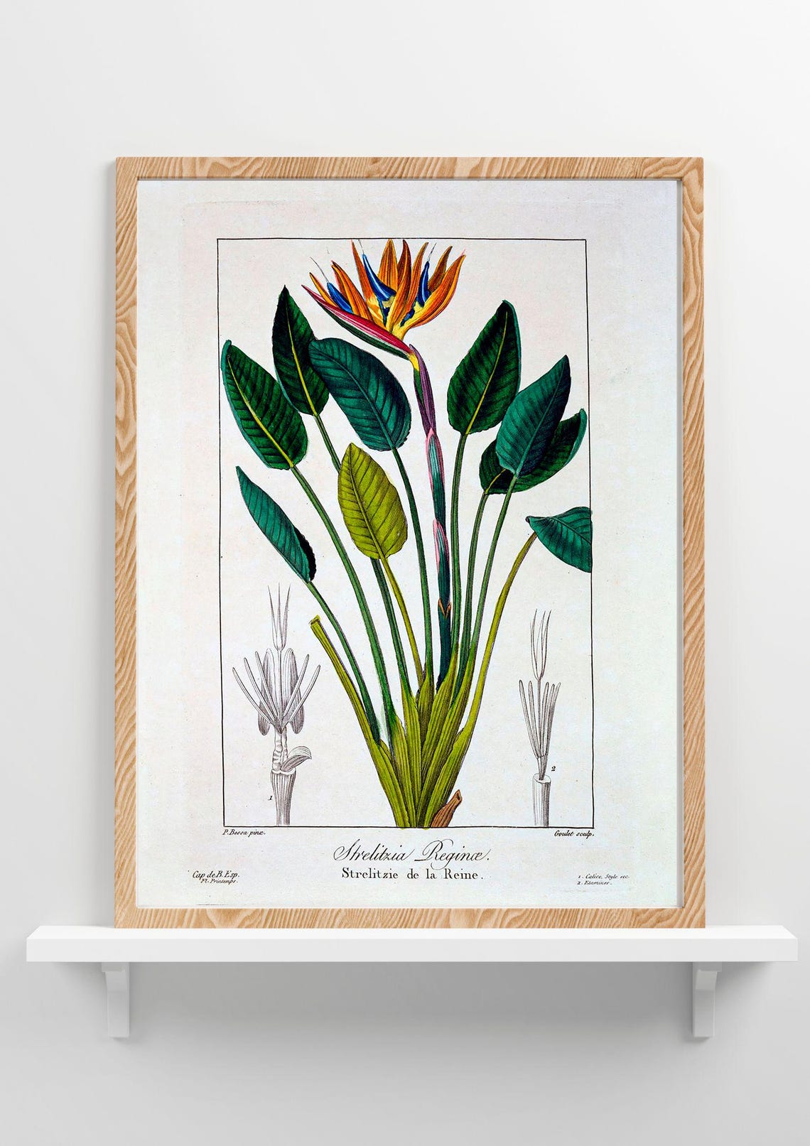 Botanical Painting Bird Of Paradise Or Crane Flower 1836 By Pancrace Bessa Floral Art Print Vintage Painting - Image 2