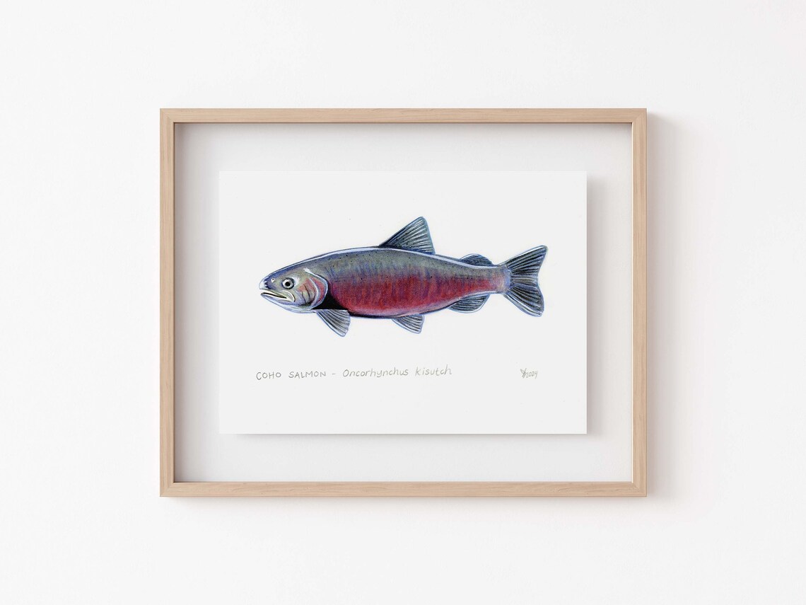 Coho Salmon Print, Oregon Cabin Decor Art