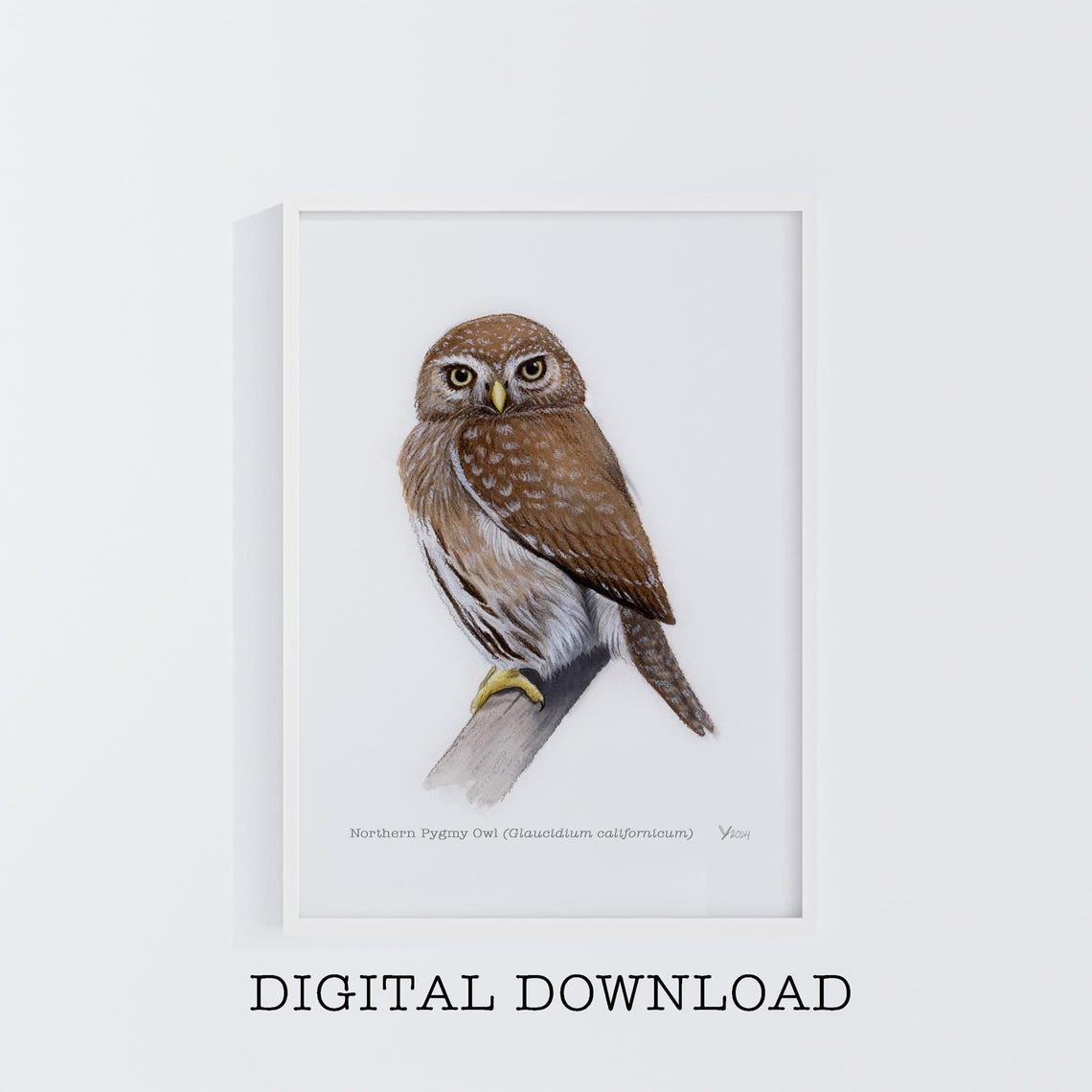 Northern Pygmy Owl Perched on a Branch Watercolor Bird Art Poster