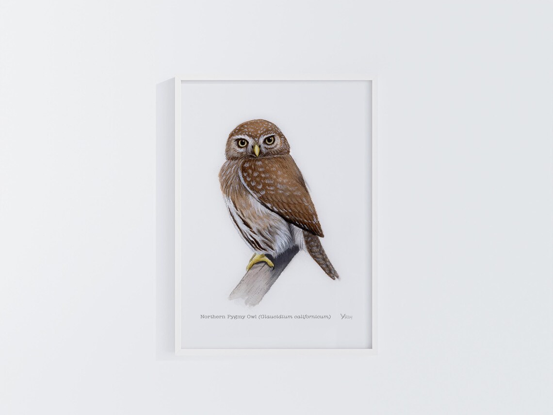 Northern Pygmy Owl Art Print, Cabin Bird Watching Decor - Image 2