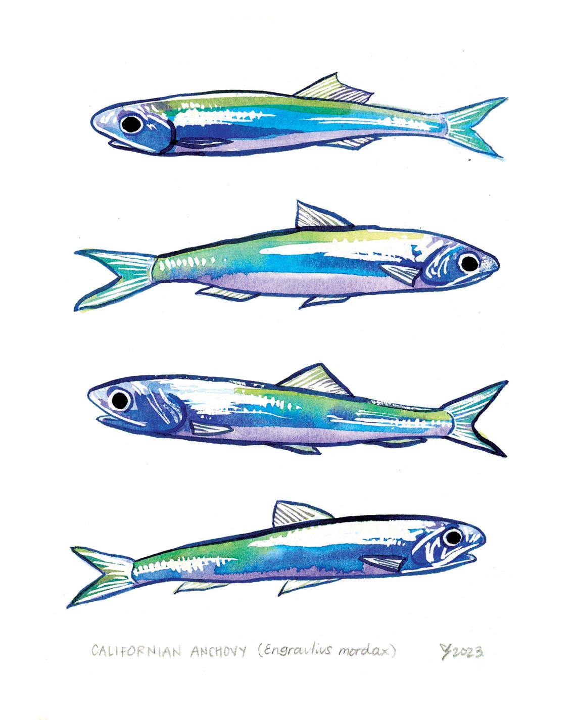 Anchovy Print For Kitchen Modern Fish Decor Perfect For Gallery Wall Display - Image 2