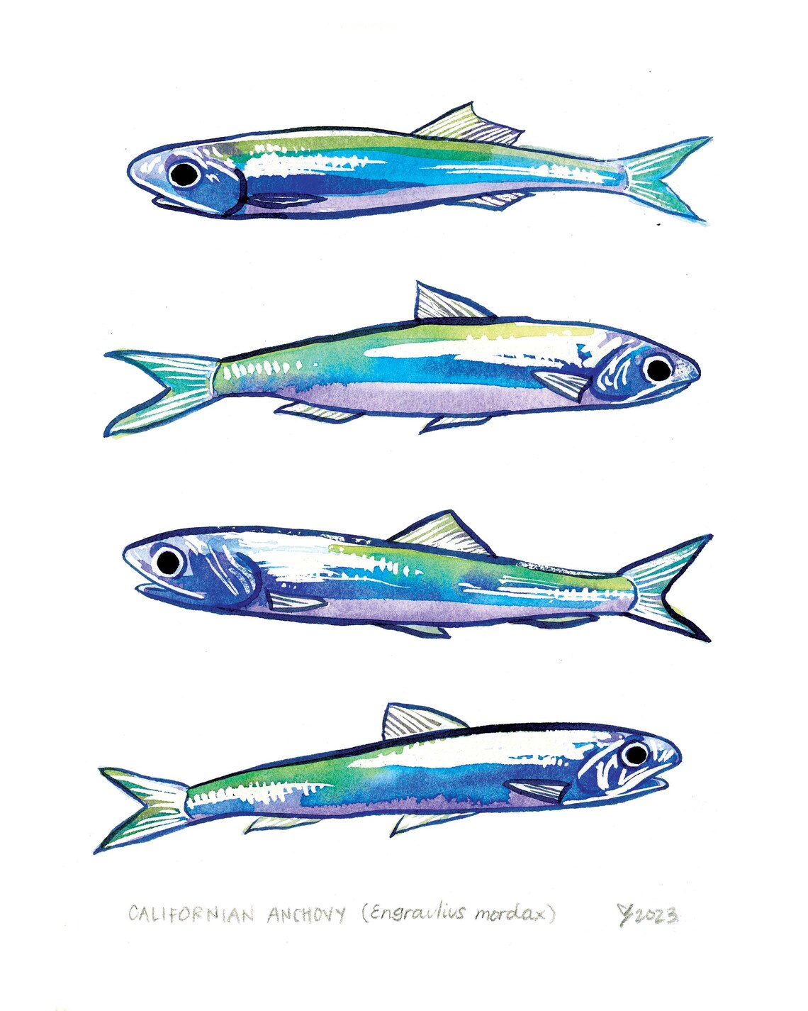 Californian Anchovy School of Four Watercolor Fish Art Poster - Image 2
