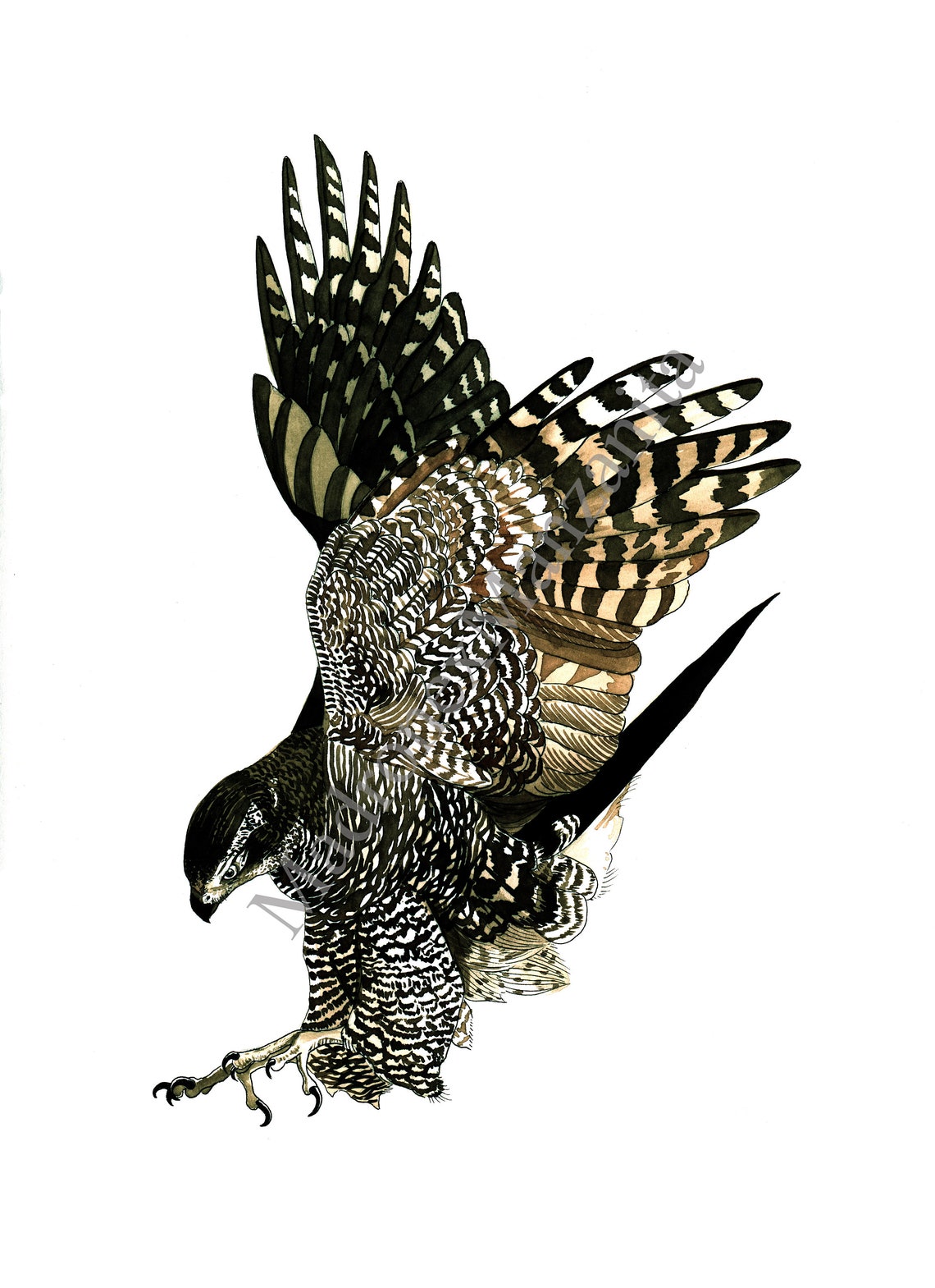 Northern Goshawk Diving Strike Detailed Ink Illustration Poster - Image 2
