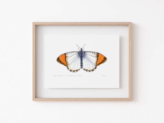 Sara Orangetip Butterfly Art Print, California Decor