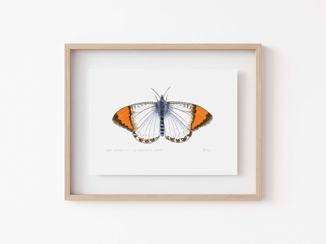 Sara Orangetip Butterfly Art Print, California Decor