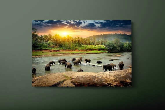 Elephant Herd Bathing In Jungle River At Sunset Wildlife Wall Poster