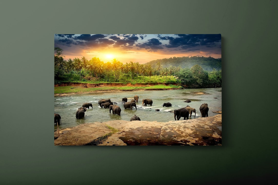 Elephant Herd Bathing In Jungle River At Sunset Wildlife Wall Poster