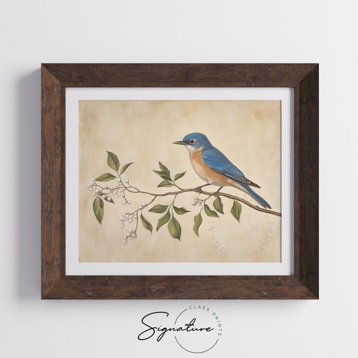 Eastern Bluebird on Branch with White Berries Bird Art Poster - Image 4