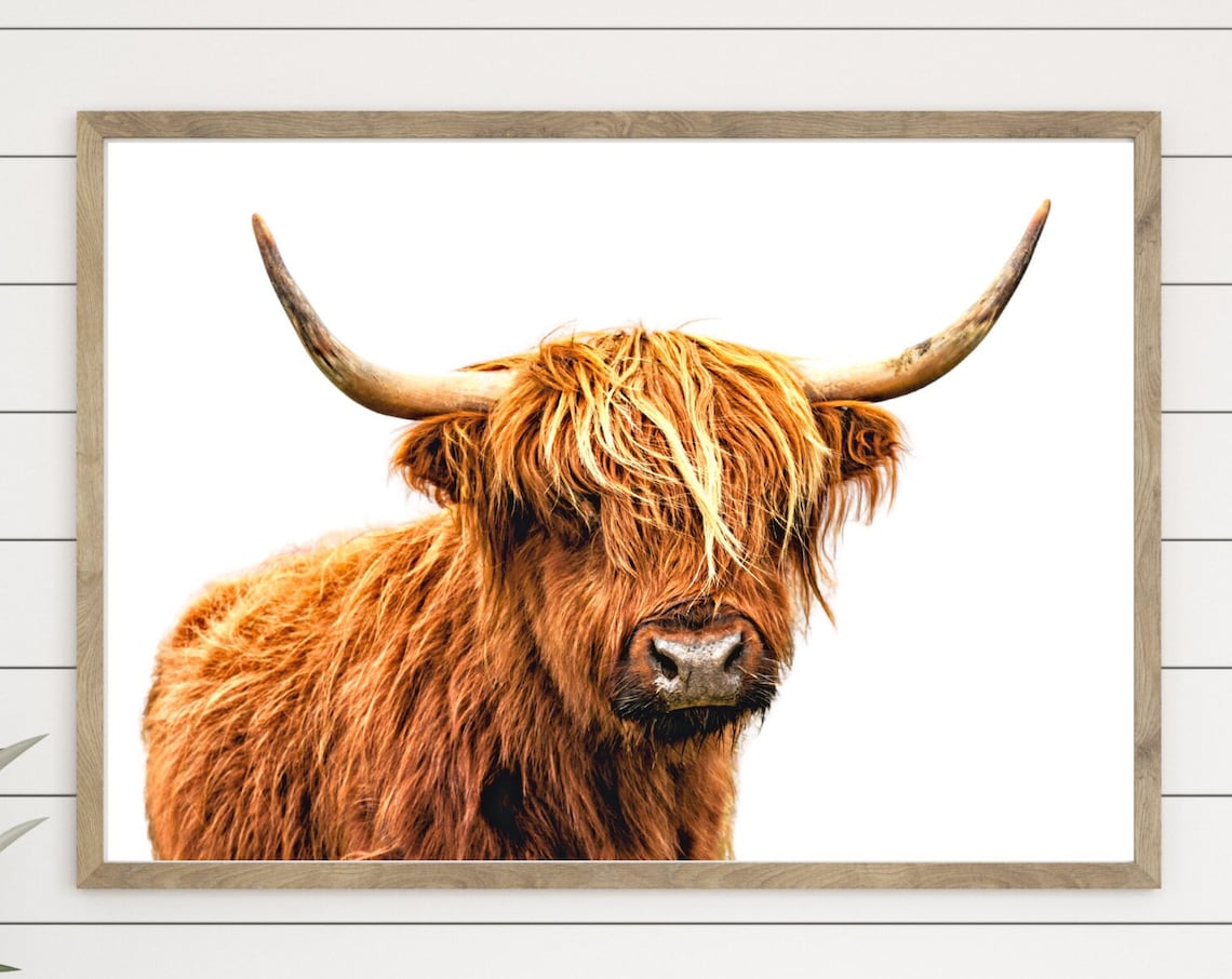 Highland Cow Portrait Close Up Rustic Brown Farmhouse Photo Poster