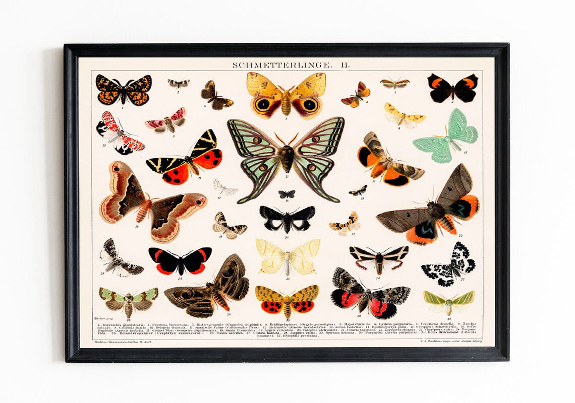 Butterfly Species Vintage Botanical Art Print - Image 2