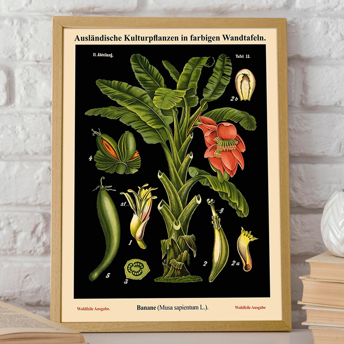 Old Educational Botanical Chart, German School Chart - Image 2