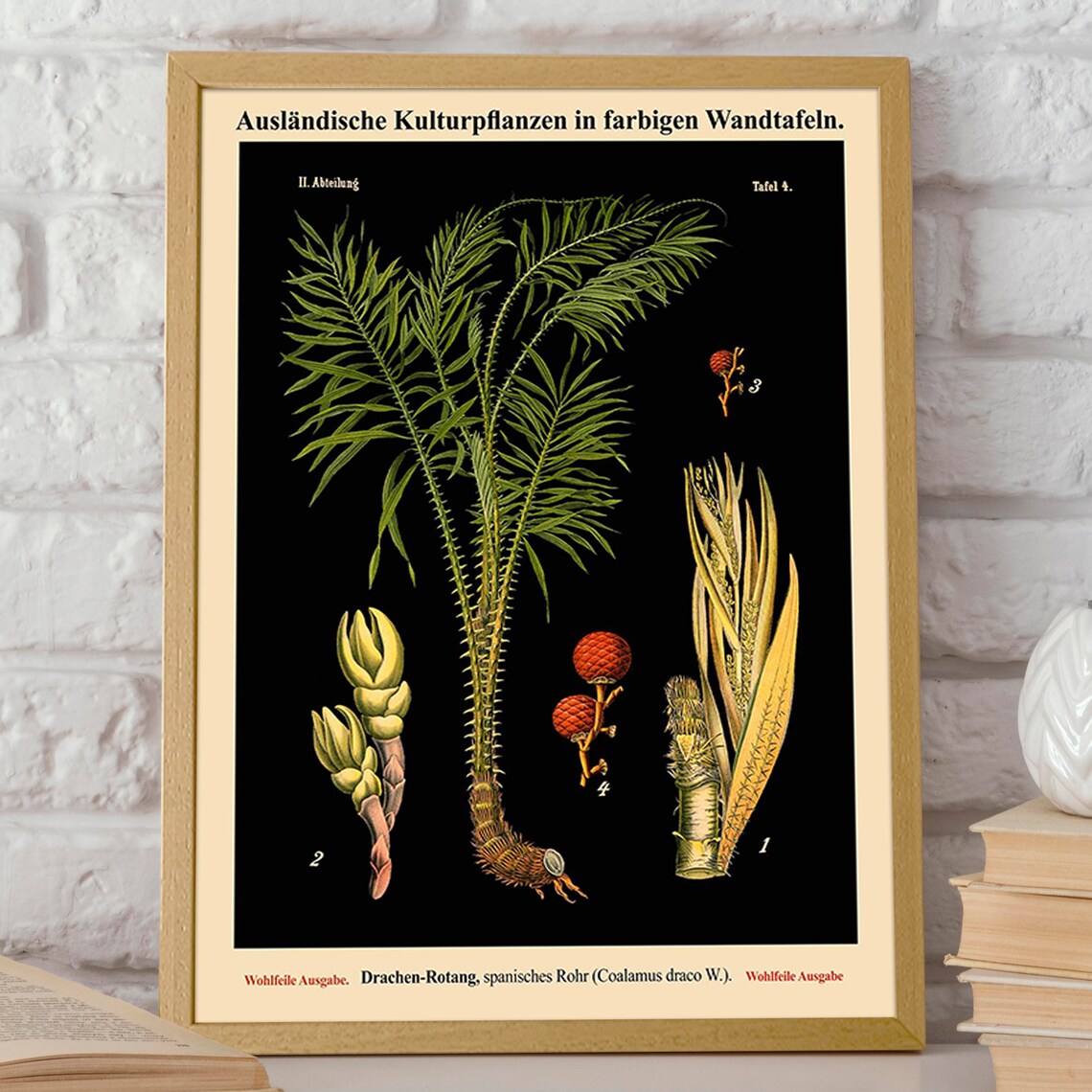 Sugarcane Plant Vintage Botanical Art Print - Image 2