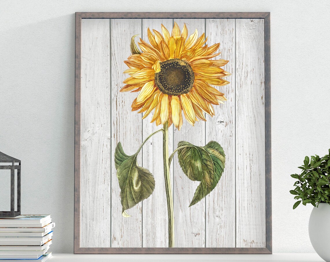 Vintage Sunflower Whitewashed Wood Rustic Farmhouse Botanical Poster