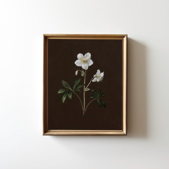 Dark Academia Decor Vintage Botanical Wall Art Cottagecore Decor Art Neutral Wall Art Designer Floral Decor