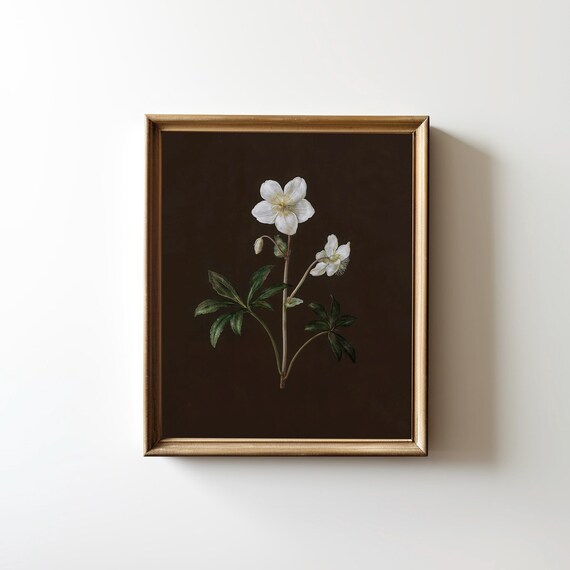 White Hellebore Blossoms On Dark Brown Vintage Dark Academia Floral Poster