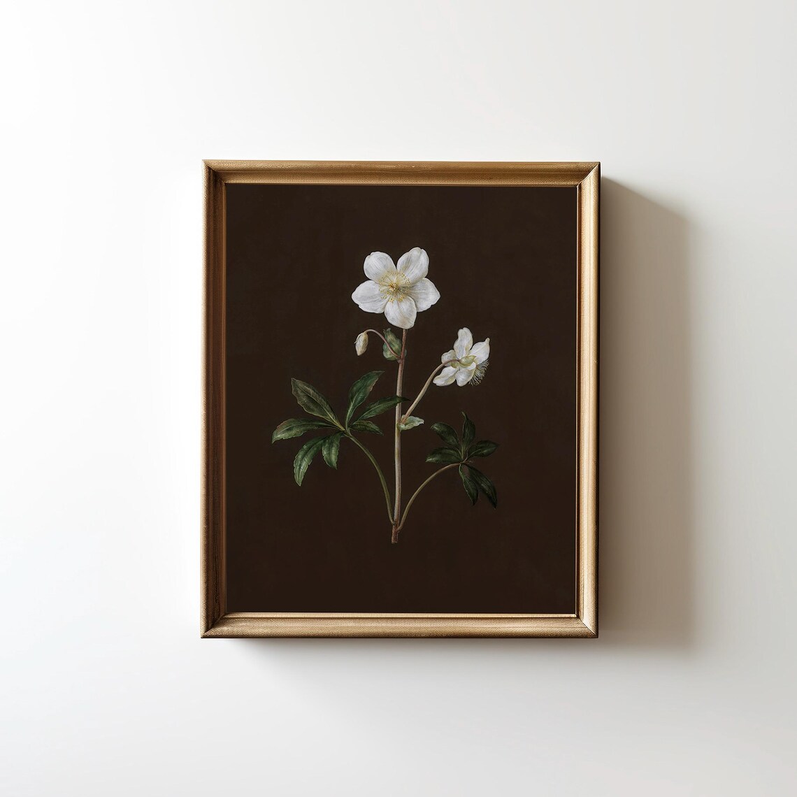 White Hellebore Blossoms On Dark Brown Vintage Dark Academia Floral Poster