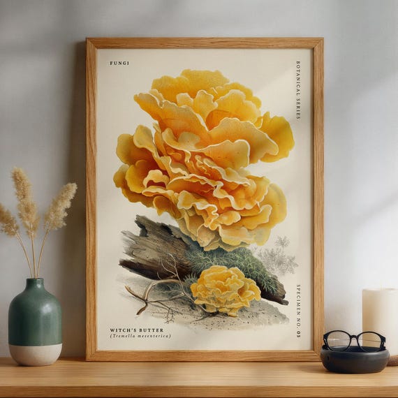 Witchs Butter Tremella Mesenterica Mushroom Poster Botanical Illustration Vintage Fungi Wall Art