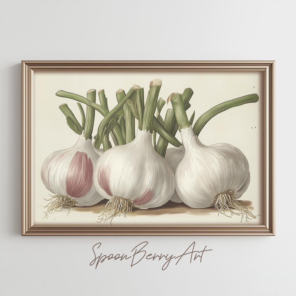 Vintage Garlic Bulbs Botanical Illustration Kitchen Art Poster
