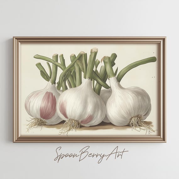 Garlic Painting Vintage Garlic Wall Print Garlic Botanical Print Wall Decor Moody Academia Antique Kitchen Painting Art