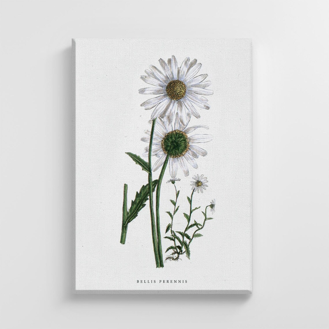 Wild White Daisy Flower, Stylish Home Decor