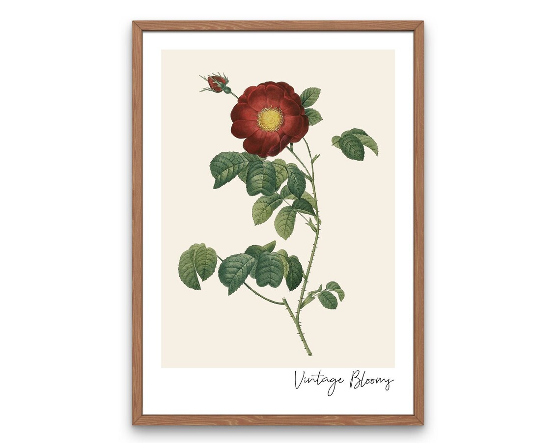 Vintage Blooms Crimson Red Rose Botanical Antique Garden Poster