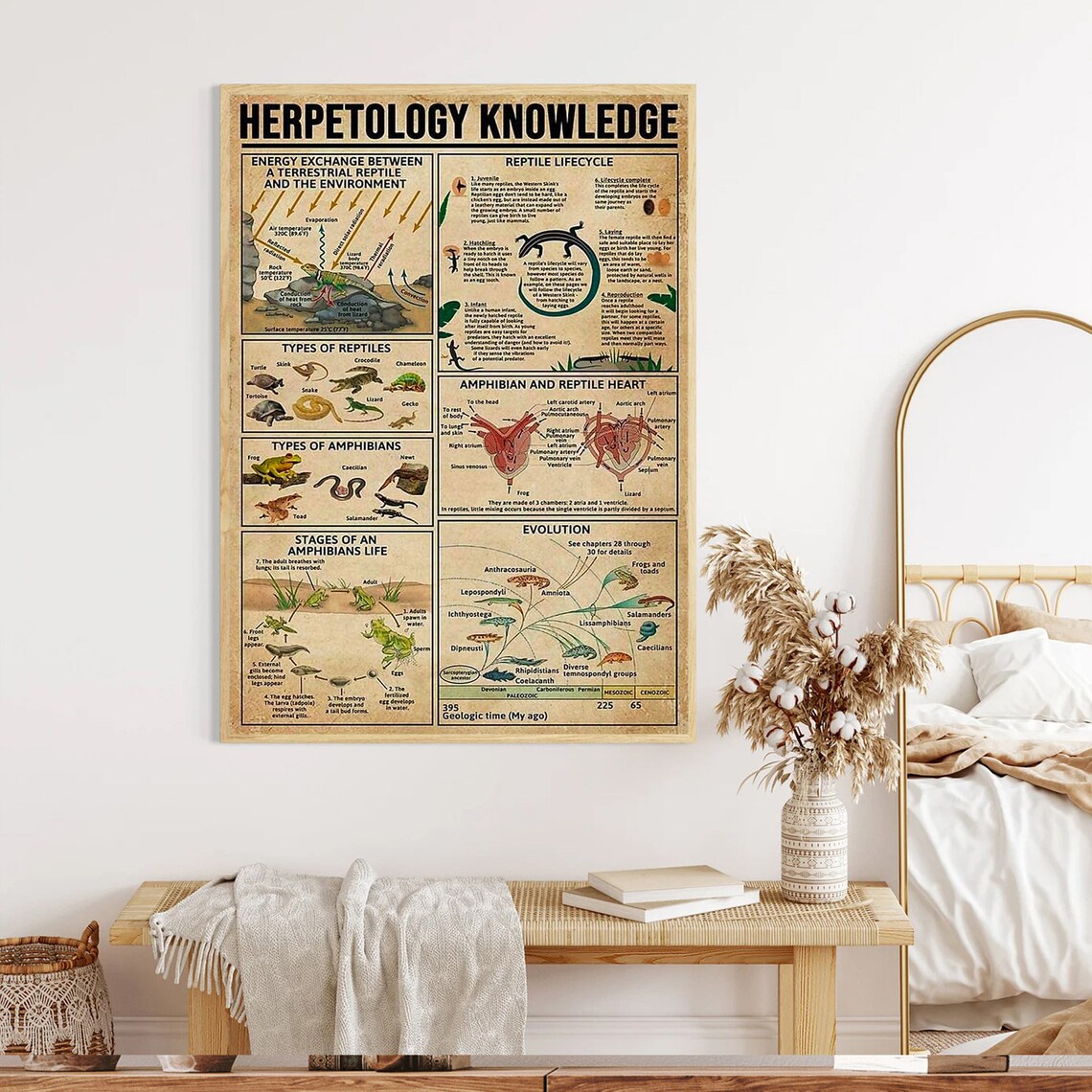 Herpetology Knowledge Anatomy Infographic, Education