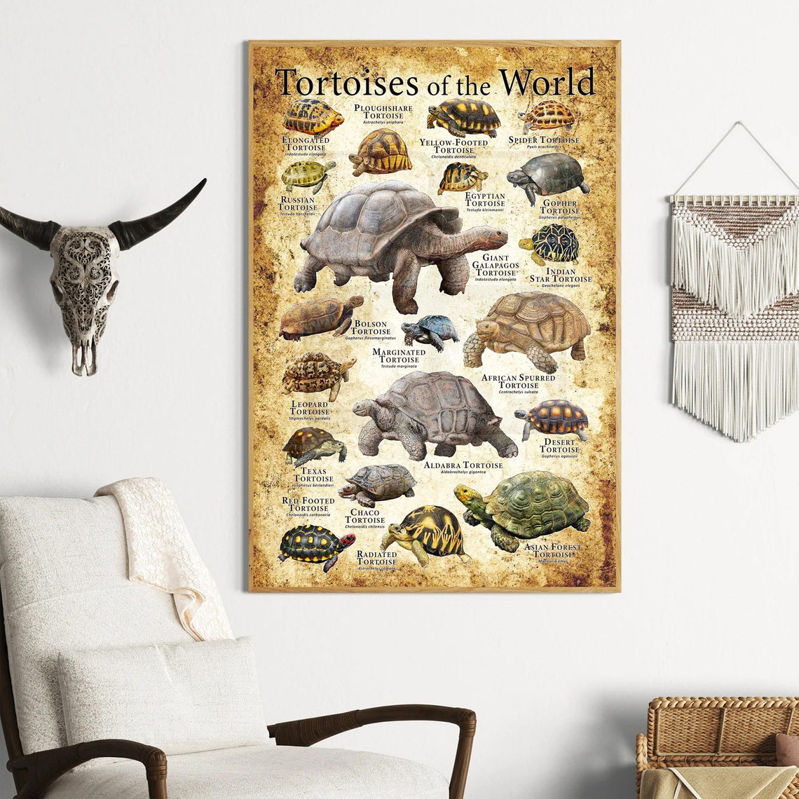 Tortoises of the World Vintage Species Identification Chart Poster - Image 4