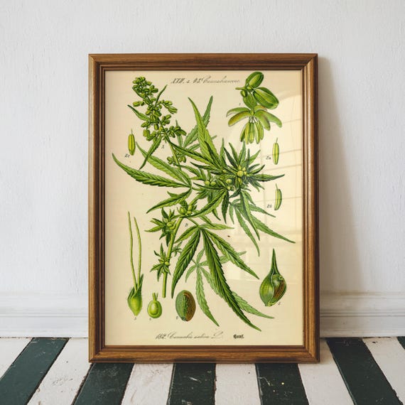 Cannabis Botanical Print Poster Sativa Weed Science Textbook Vintage Illustration Wall Art