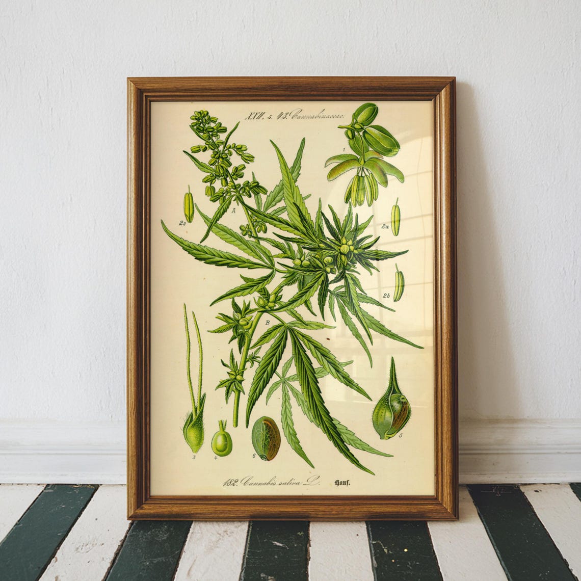 Cannabis Botanical Print Poster Sativa Weed Science Textbook Vintage Illustration Wall Art