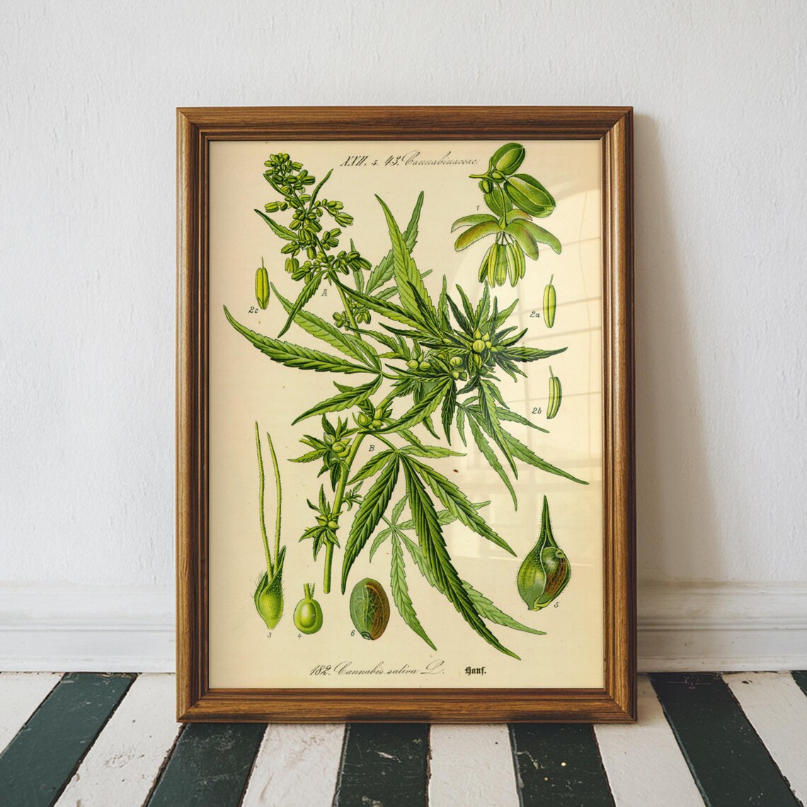 Cannabis Sativa Vintage Botanical Illustration Weed Plant Art Poster