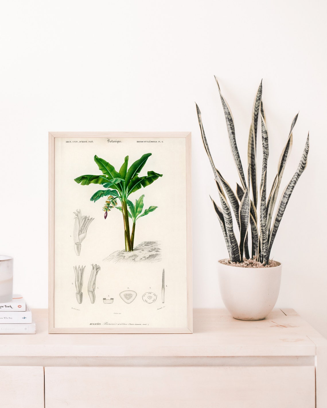 Floral Illustration Tropical Flower Botanical Poster Charles Dessalines D Orbigny Botany Vintage Print